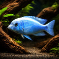 Blue Dolphin Cichlid — Lake Malawi Cichlids for sale UK — AI hero driftwood view