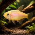 Blue Emperor - Gold — tropical fish for sale UK — AI hero driftwood view