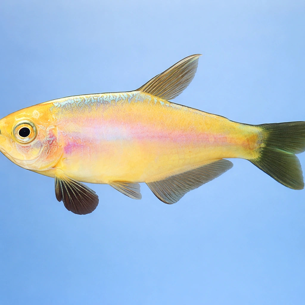 Blue Emperor - Gold — tropical fish for sale UK — AI side clean view