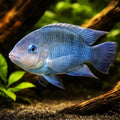Blue-Eyed Cichlid — tropical fish for sale UK — AI hero driftwood view