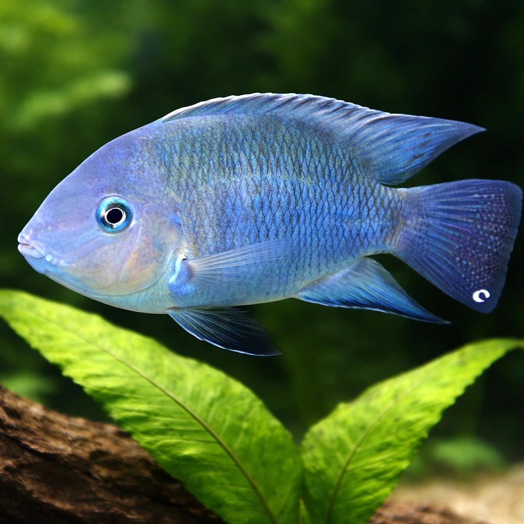 Blue-Eyed Cichlid — tropical fish for sale UK — AI scale plant view
