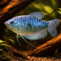 Blue Gourami — Gold Three-Spot Gourami (Trichopodus trichopterus) — AI hero driftwood view