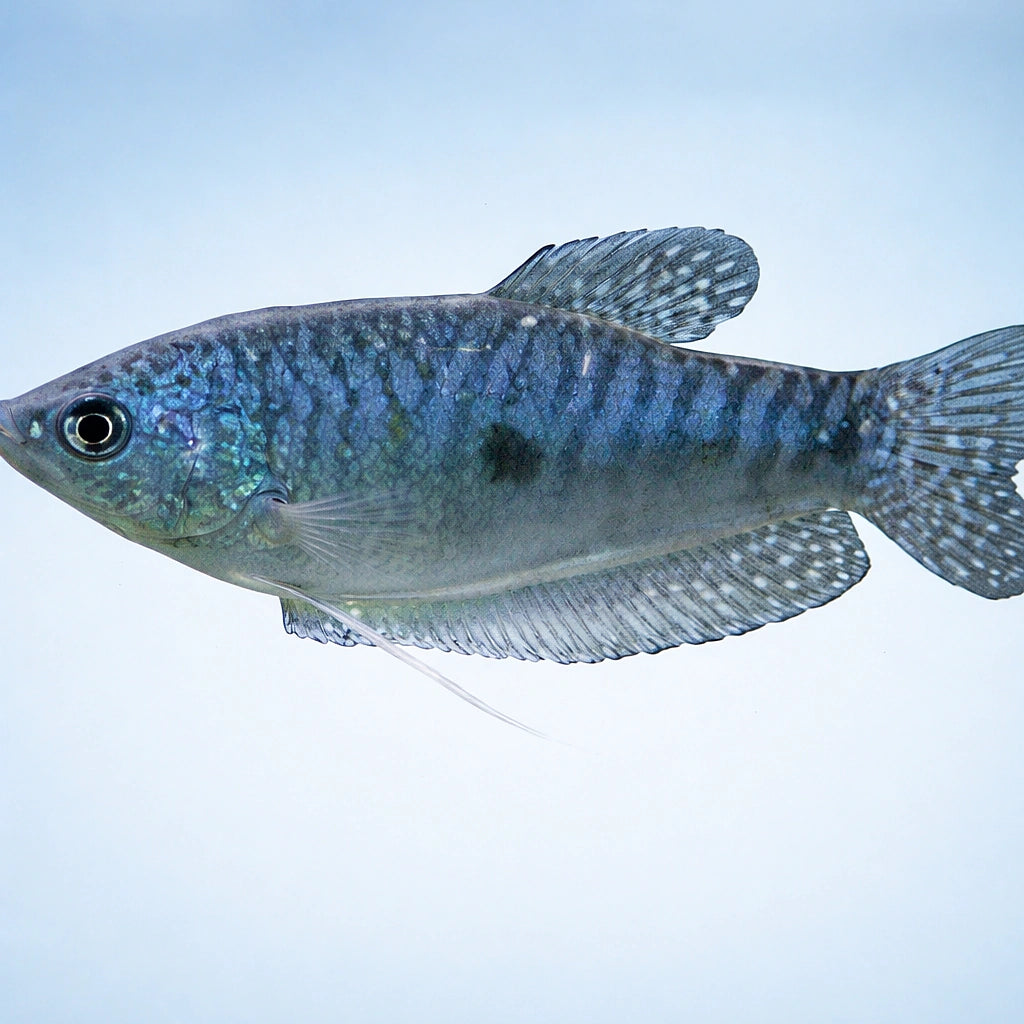Blue Gourami — Gold Three-Spot Gourami (Trichopodus trichopterus) — AI side clean view