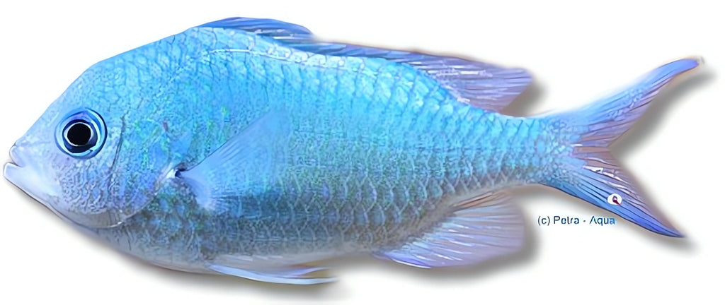 Blue Green Damsel 2. — tropical fish for sale UK