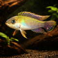 Blue Kongo Cichlid — tropical fish for sale UK — AI hero driftwood view