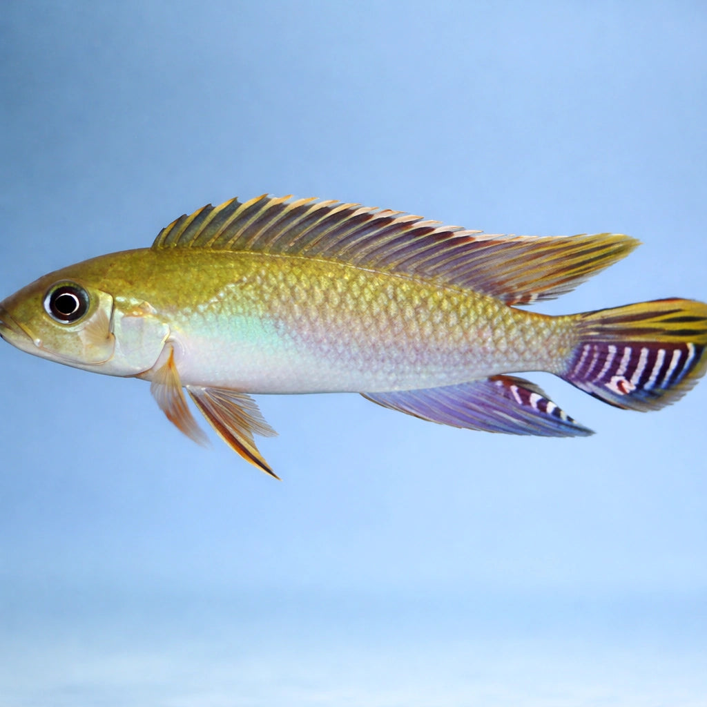 Blue Kongo Cichlid — tropical fish for sale UK — AI side clean view