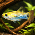Blue Limia — tropical fish for sale UK — AI hero driftwood view