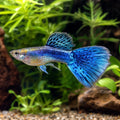 Blue Mix Guppy Male (Poecilia reticulata) — AI natural aquarium view