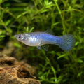 Blue Moscow Guppy Female (Poecilia reticulata) — AI natural aquarium view