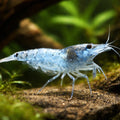 Blue Pearl — Shrimp for sale UK — AI hero driftwood view