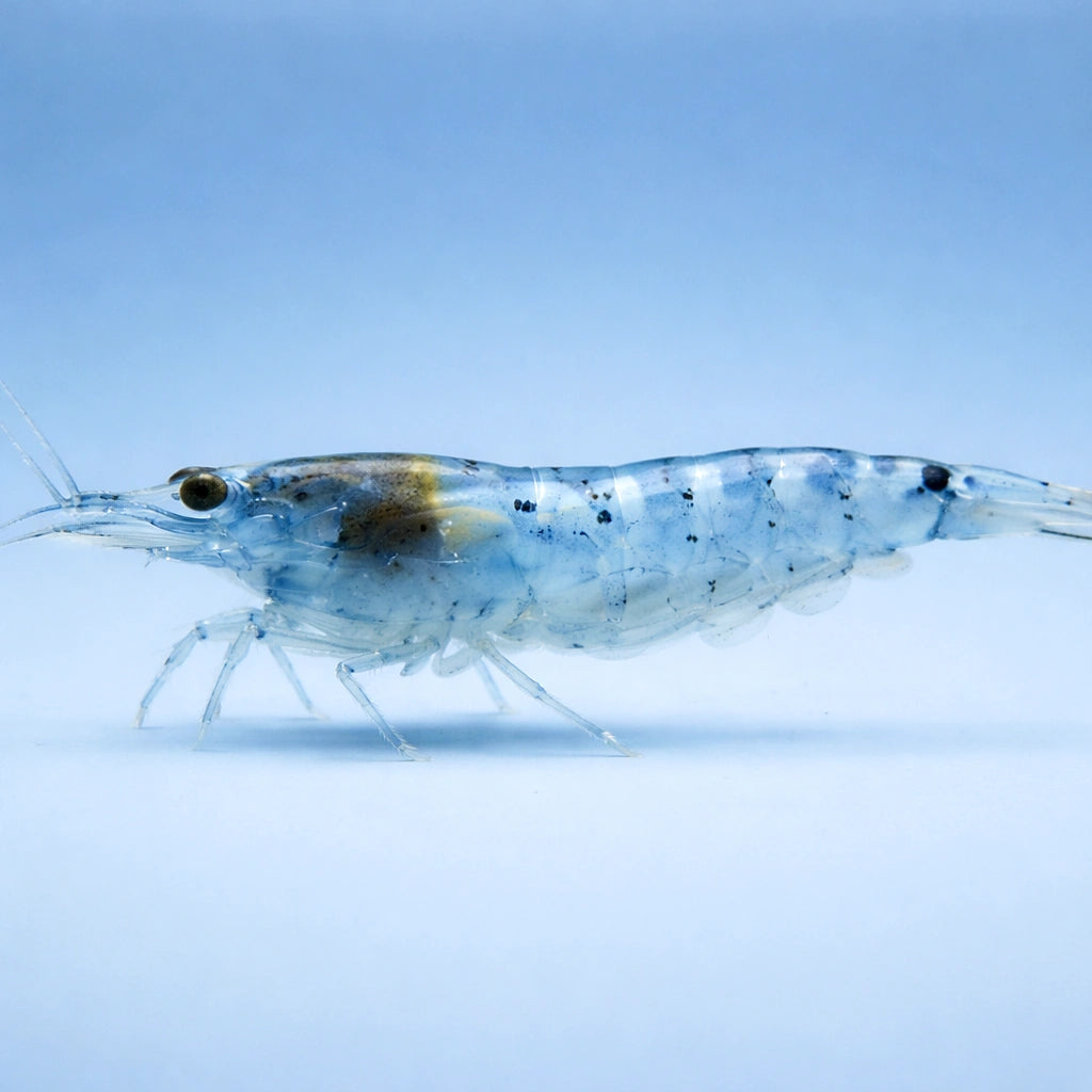 Blue Pearl — Shrimp for sale UK — AI side clean view