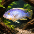 Blue Petrotilapia, Lavender — tropical fish for sale UK — AI hero driftwood view