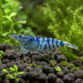 Blue Tar Striped Shrimp (Neocaridina davidi) — AI natural aquarium view