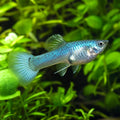 Blue Turquoise Guppy Female (Poecilia reticulata) — AI natural aquarium view
