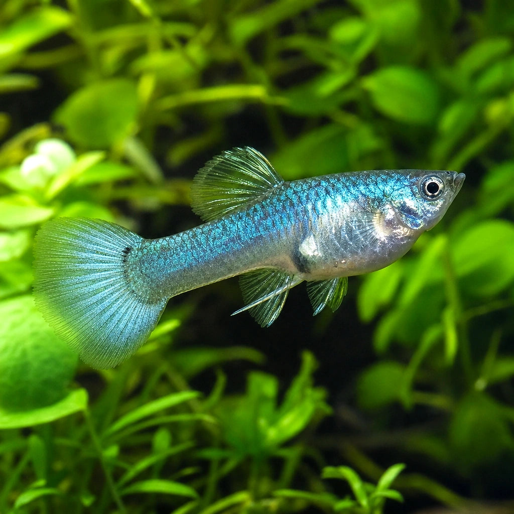 Blue Turquoise Guppy Female (Poecilia reticulata) — AI natural aquarium view
