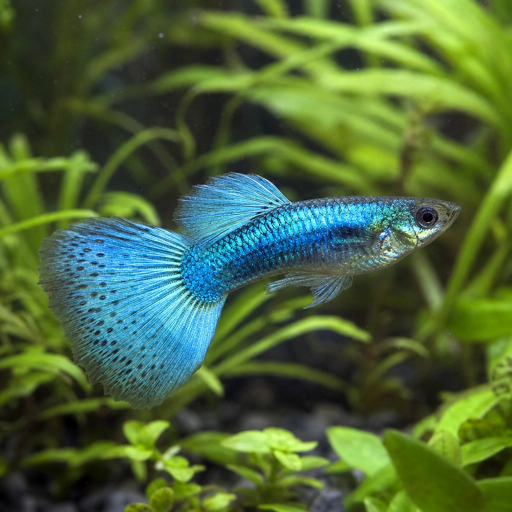 Blue Turquoise Guppy Male (Poecilia reticulata) — AI natural aquarium view