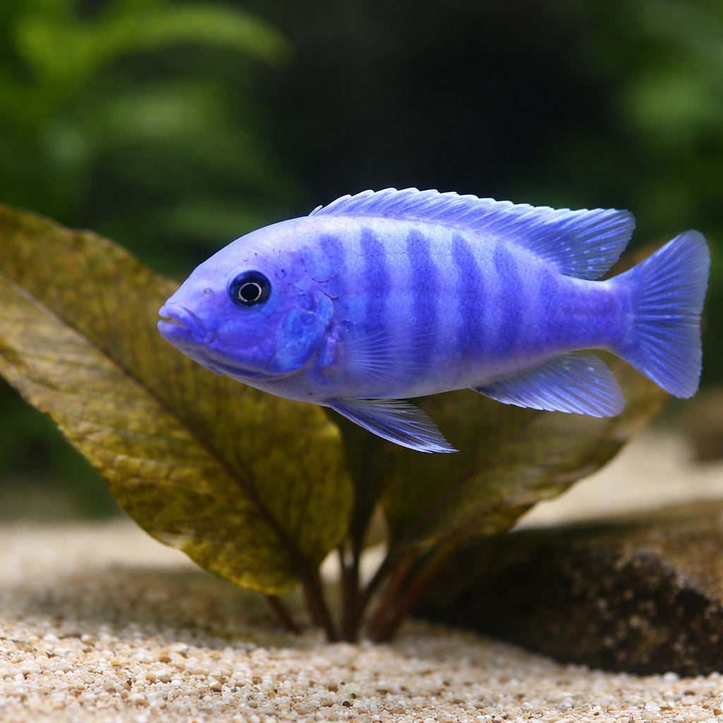  — tropical fish for sale UK — AI scale plant view