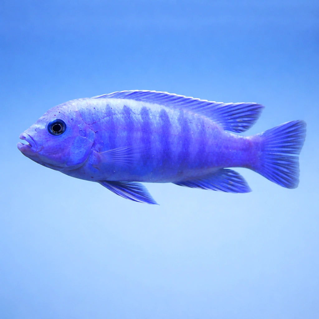  — tropical fish for sale UK — AI side clean view