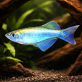 Bluegreen Lampeye, Green La — tropical fish for sale UK — AI hero driftwood view