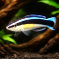 Bluestreak Cleaner Wrasse M — tropical fish for sale UK — AI hero driftwood view