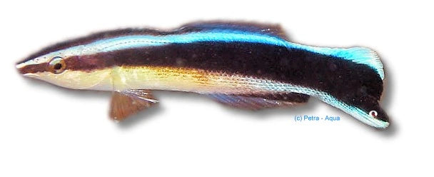 Bluestreak cleaner wrasse Labroides dimidiatus medium marine fish with blue and black stripes