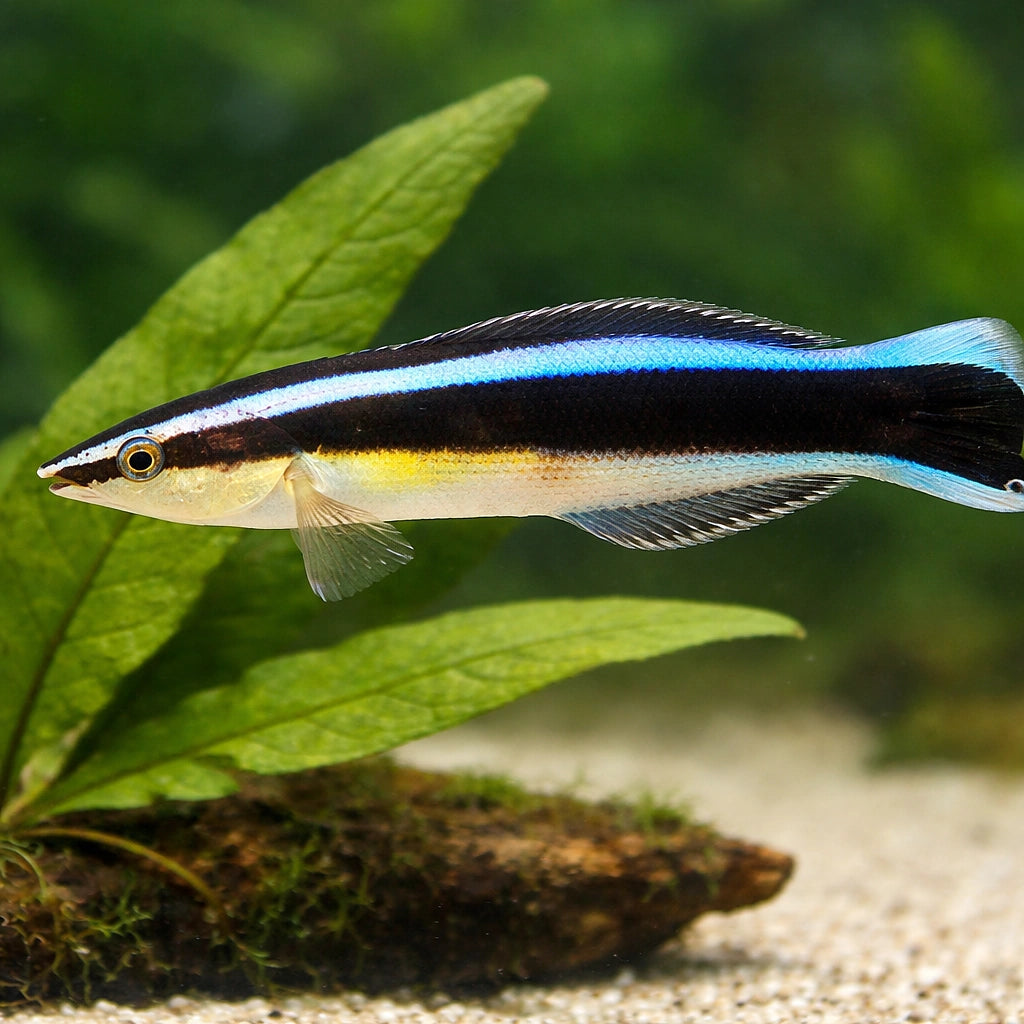 Bluestreak Cleaner Wrasse M — tropical fish for sale UK — AI scale plant view