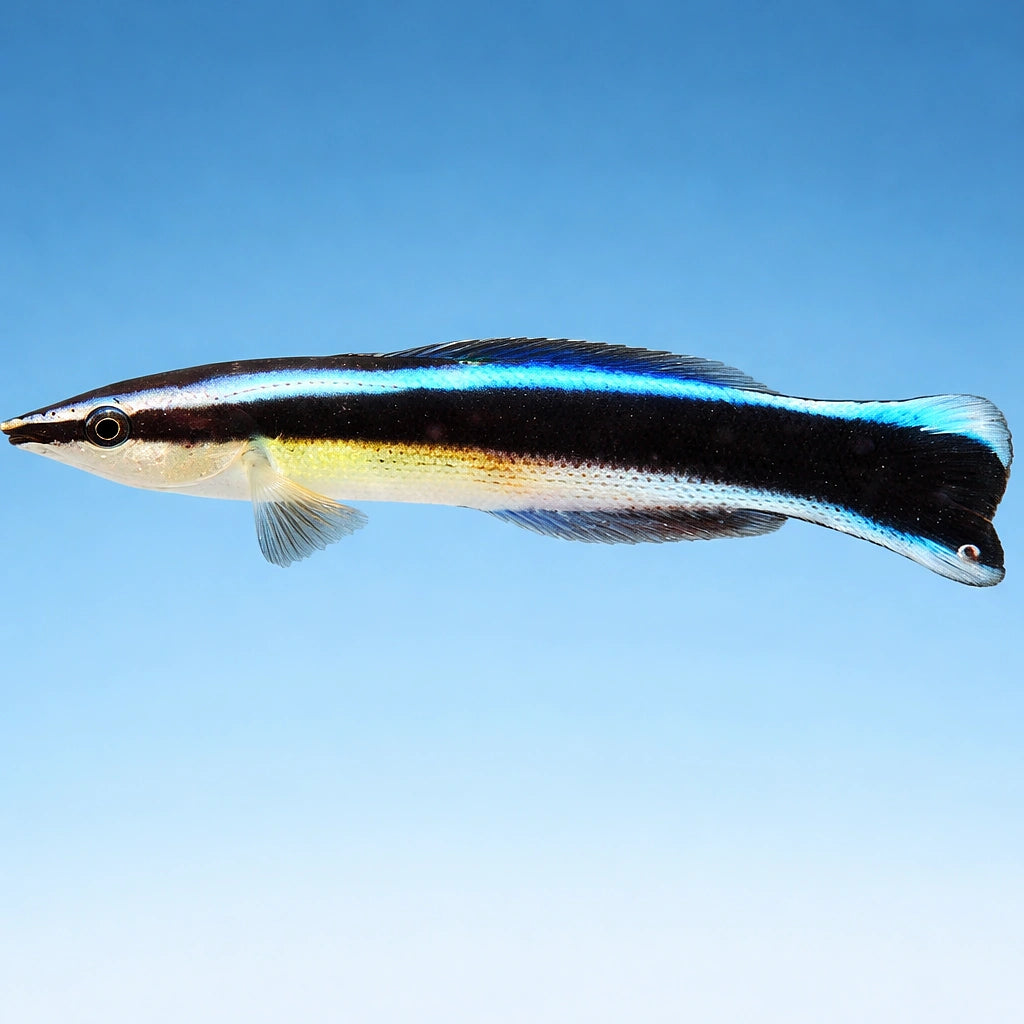 Bluestreak Cleaner Wrasse M — tropical fish for sale UK — AI side clean view