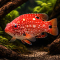 Bodianus Diana - Vibrant Wrasse for UK Aquariums — tropical fish for sale UK — AI hero driftwood view