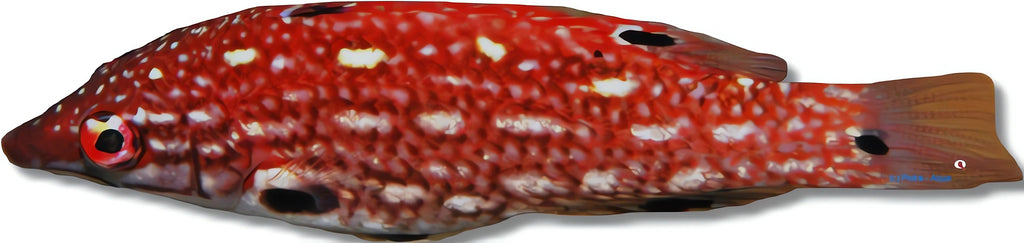 Bodianus Diana - Vibrant Wrasse for UK Aquariums — tropical fish for sale UK