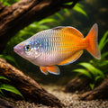 Boeseman'S Rainbowfish — Rainbowfish for sale UK — AI hero driftwood view