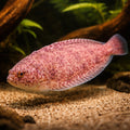 Brachirus selheimi 5 - — tropical fish for sale UK — AI hero driftwood view