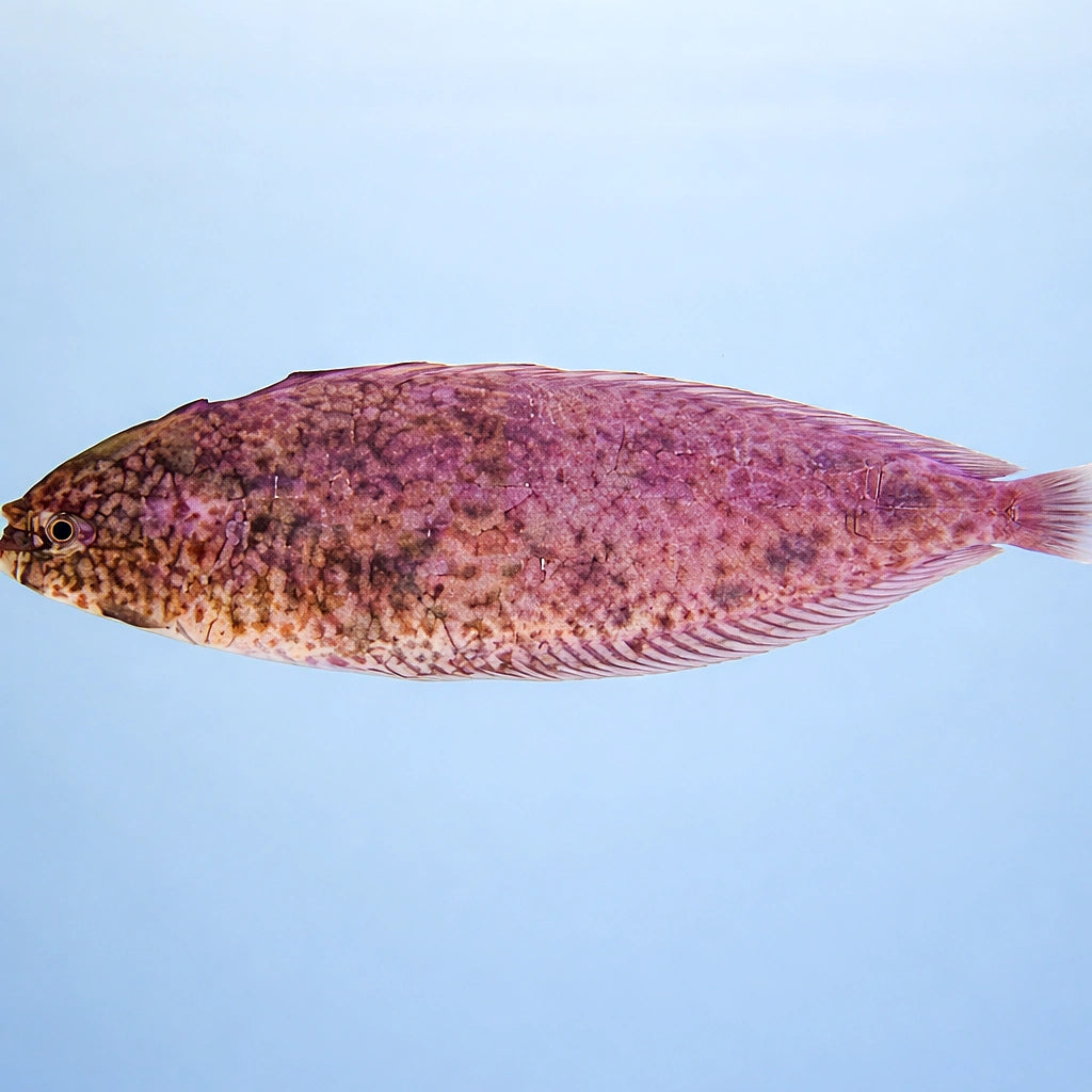 Brachirus selheimi 5 - — tropical fish for sale UK — AI side clean view