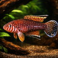 Brashnikov's Lyretail — tropical fish for sale UK — AI hero driftwood view