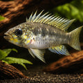 Breitbinden Dwarf Cichlid — tropical fish for sale UK — AI hero driftwood view
