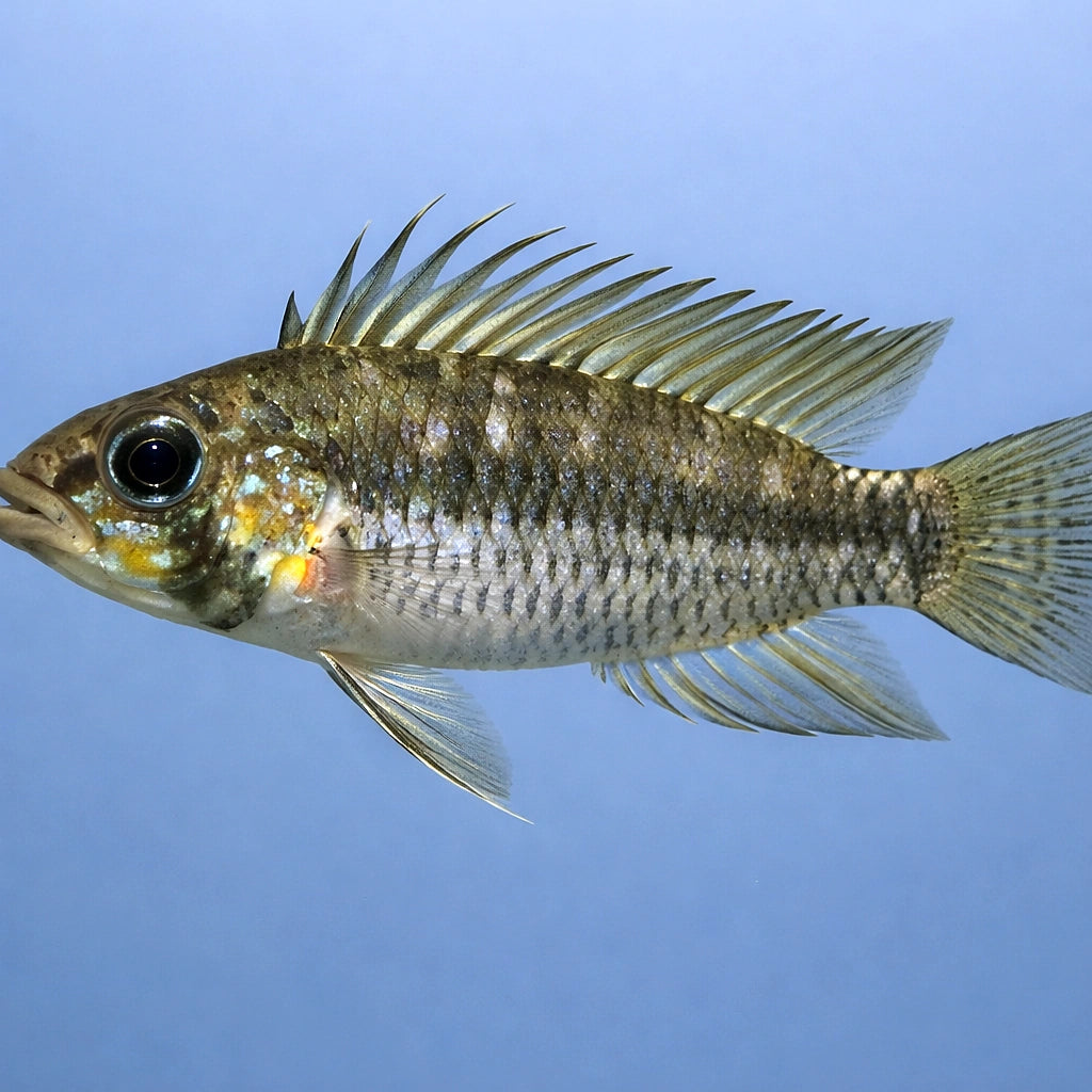 Breitbinden Dwarf Cichlid — tropical fish for sale UK — AI side clean view