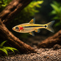 Brilliant Rasbora — Rasboras for sale UK — AI hero driftwood view