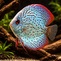  — tropical fish for sale UK — AI hero driftwood view