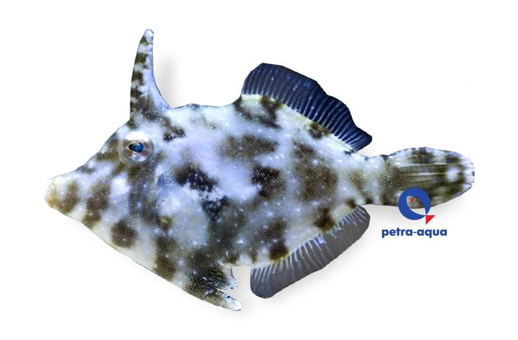Bristle-tail file-fish Acreichthys tomentosus marine fish with mottled body and bristle-like tail in a saltwater aquarium
