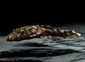Bristlenose Pleco — Catfish cory pleco for sale UK