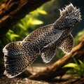 Bristlenose Pleco — Catfish cory pleco for sale UK — AI hero driftwood view