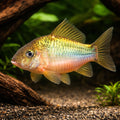  — tropical fish for sale UK — AI hero driftwood view