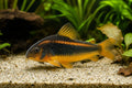 Bronze Catfish gold strip (Corydoras aeneus peru gold strip) - SKU 8417 Petra-reference aquarium image