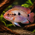 Brown Acara Cichlid — tropical fish for sale UK — AI hero driftwood view
