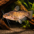 Brown Bullhead — tropical fish for sale UK — AI hero driftwood view