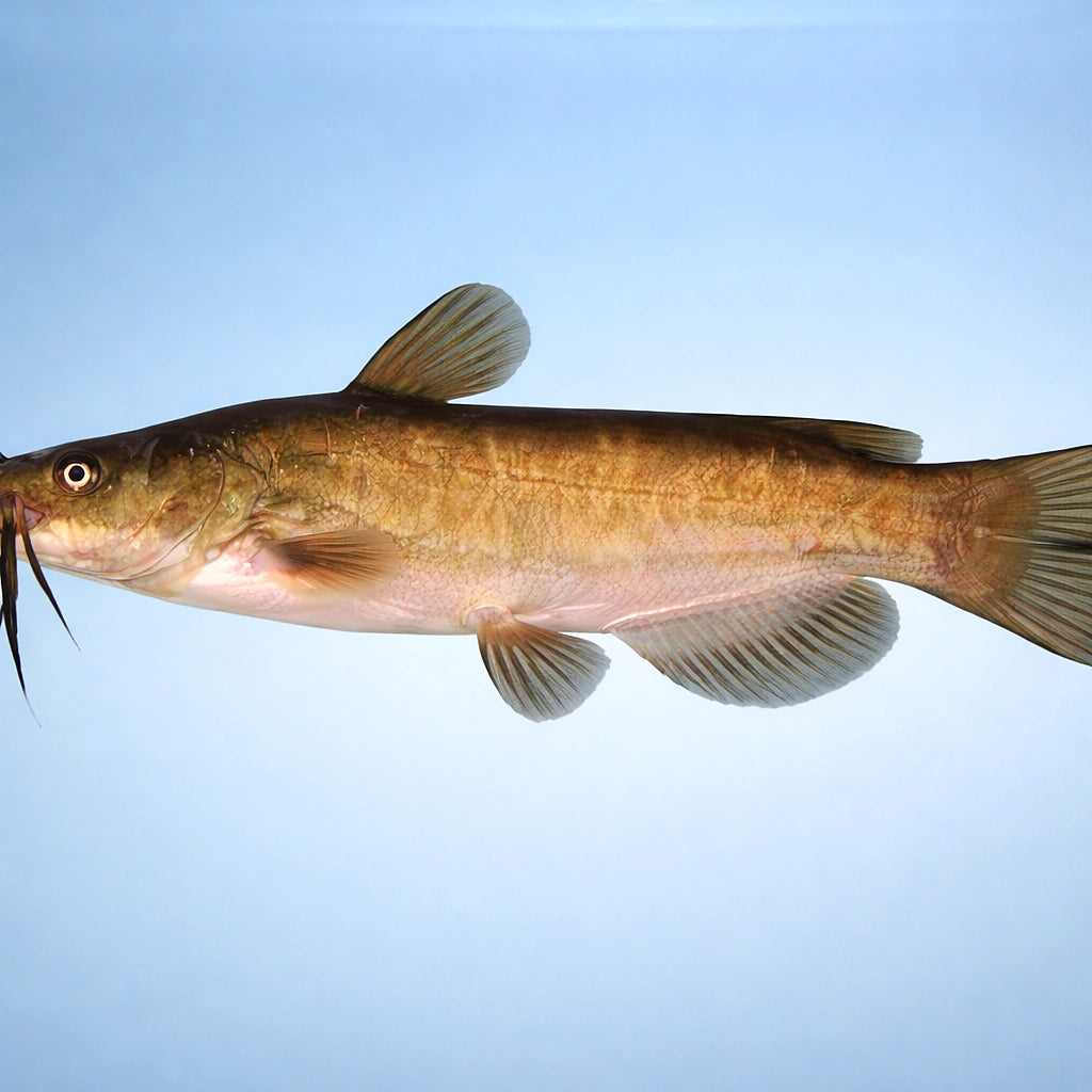 Brown Bullhead — tropical fish for sale UK — AI side clean view