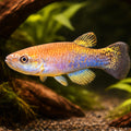 Brown Rivulus, Green Rivulus — tropical fish for sale UK — AI hero driftwood view