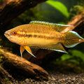 Brown Spiketail Paradisefish — tropical fish for sale UK — AI hero driftwood view
