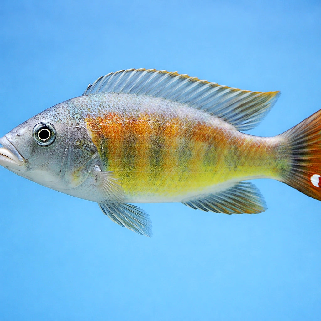 Brown's Mouthbrooder — tropical fish for sale UK — AI side clean view