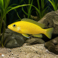 Yellow Lepturus Cichlid — Lake Malawi Cichlids for sale UK — AI natural aquarium view