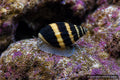 Bumble Bee Snail Engina sp. with black and yellow banded shell on reef rock - AI-generated reference image